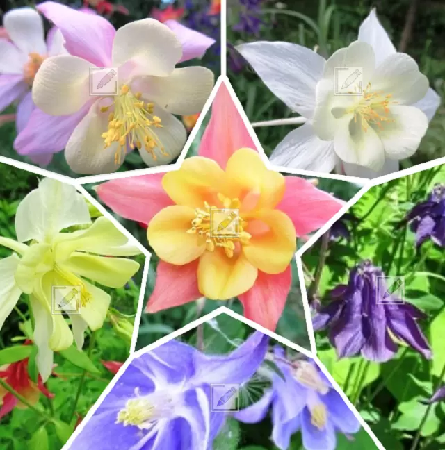 Как вырастить аквилегию: секреты успешного посева семян