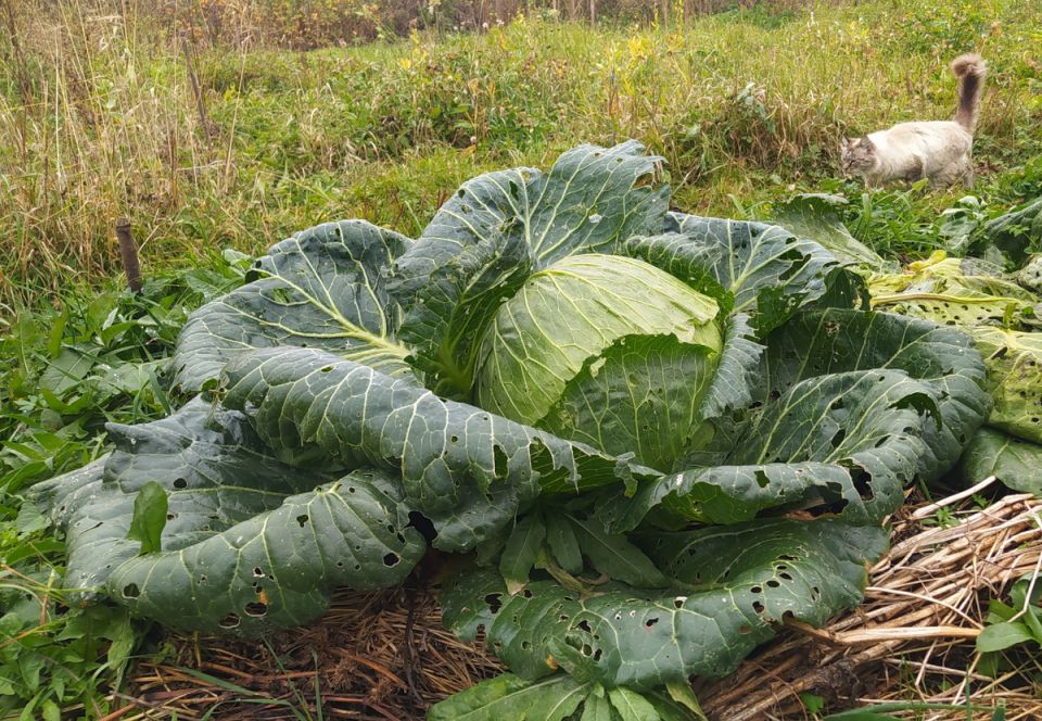 �������� �������: �������� � ������� �������������