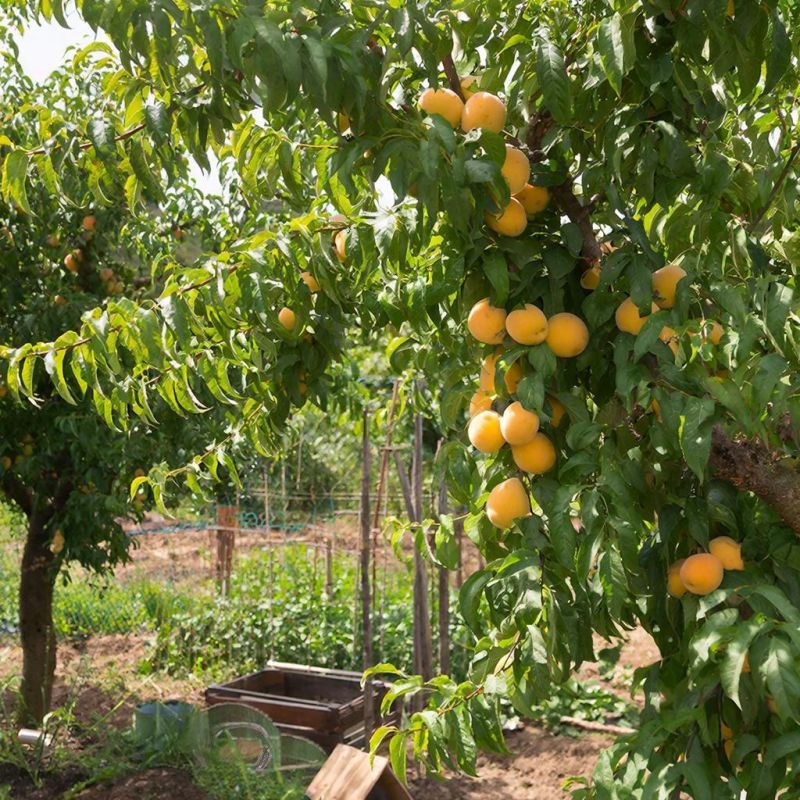 ���� �� ��������� ������: �������� ������ ��� �������� �������