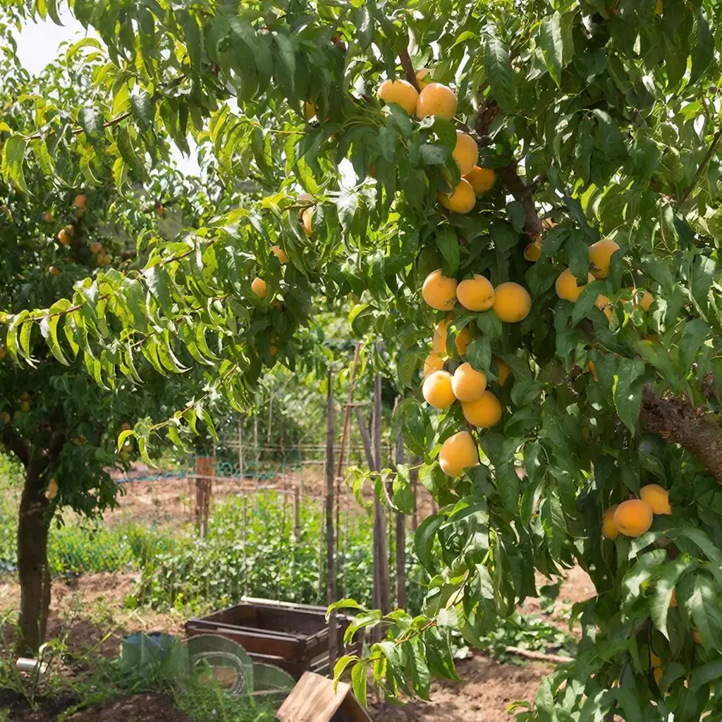 Уход за абрикосом осенью: ключевые советы для успешной зимовки