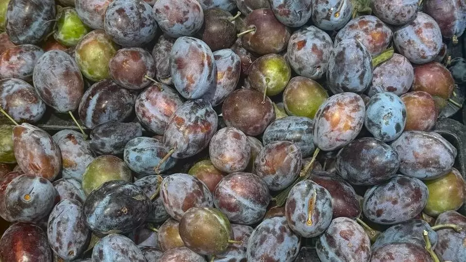 Слива как натуральное слабительное: когда не стоит увлекаться