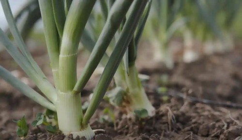 ��� ������ ���� ��� �� ������ � ����: ������� �������� ���������