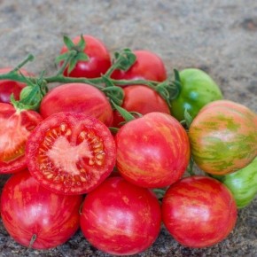 Клубничный тигр: как экзотические томаты завоевывают популярность