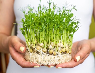 ��� ��������� ����������� ������: �������� ������ ��� ��������� �������