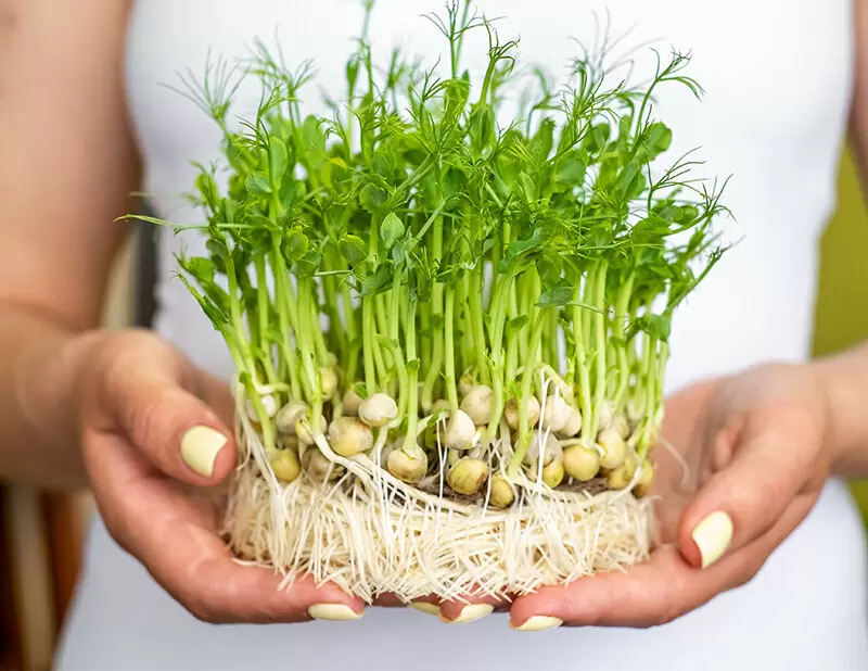 Как вырастить микрозелень гороха: полезные советы для домашнего огорода