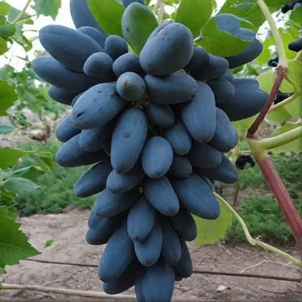 Виноград Викинг: идеальный выбор для раннего урожая