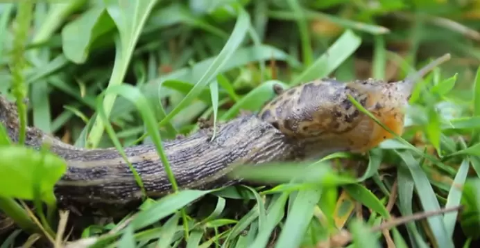 Как победить слизней: эффективные методы борьбы на вашем огороде