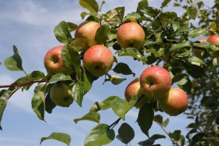 ������ ������ ����: �����-������� �����, ������� ������ ���������