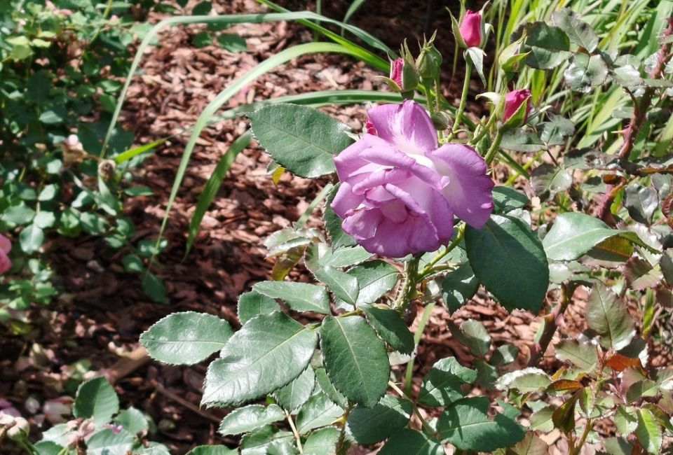 ��� ���������� � ������ � ������� � ��������: ������� ������ ��� ��������