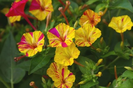 ������ ��������: ������������ ��������, ������� ���������� ���� ����� ��� ����� ����