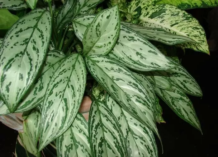 Покупка растений на рынке: что нужно знать, прежде чем делать выбор