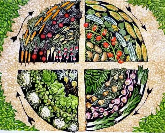 Севооборот: ключ к здоровой почве и высоким урожаям