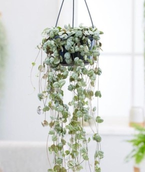 ���������: ������������ ��������� ��� ������ ���������