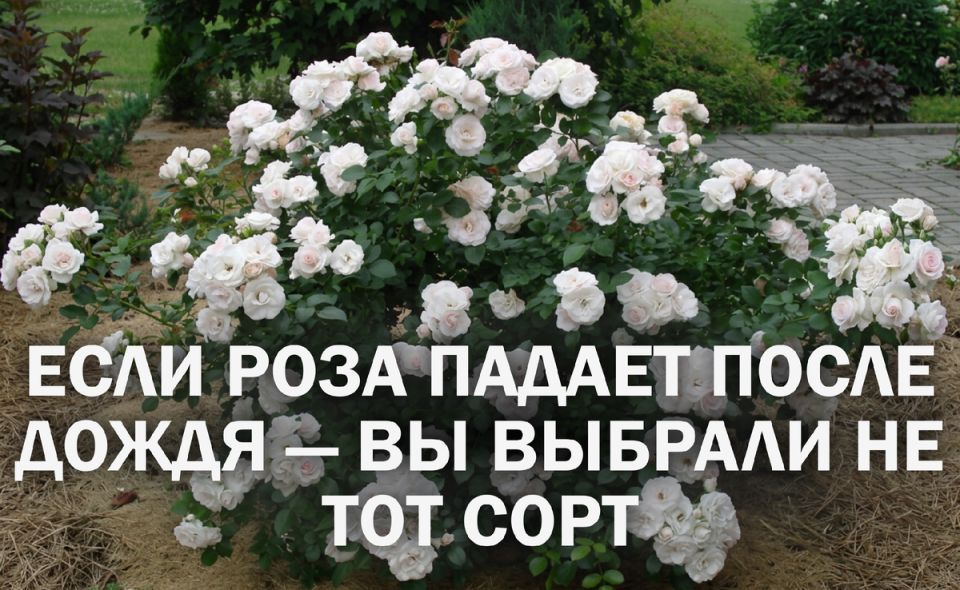 ������ ����� ��� ����������, ������� ������ ����� ������ �����������