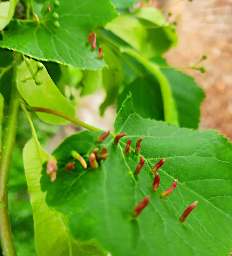 Липовая сказка: как галловые клещи создают шедевры на листьях