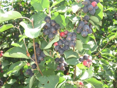 Ирга: забытая жемчужина садов и её удивительные свойства