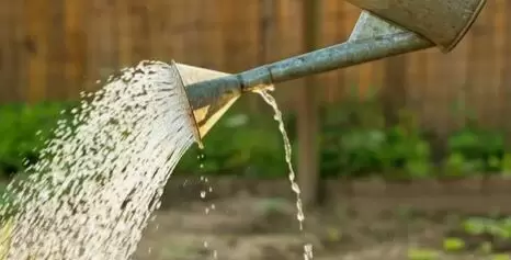 Осенние секреты садоводов: как грибы и бактерии могут защитить ваш сад