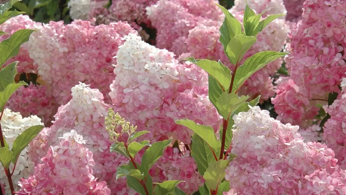 Ошибки в уходе за гортензиями: от разочарования до успешного цветения