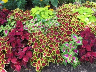 Колеус: яркий акцент на вашем подоконнике и в саду