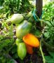 Желтые томаты Буян: надежность и вкус в каждом плоде