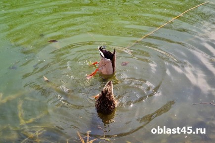 Сезон охоты в Кургане и липосакция по ОМС в России - главное за 16 апреля