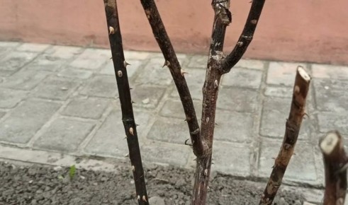 Как спасти вымерзшие розы: проверенные методы восстановления