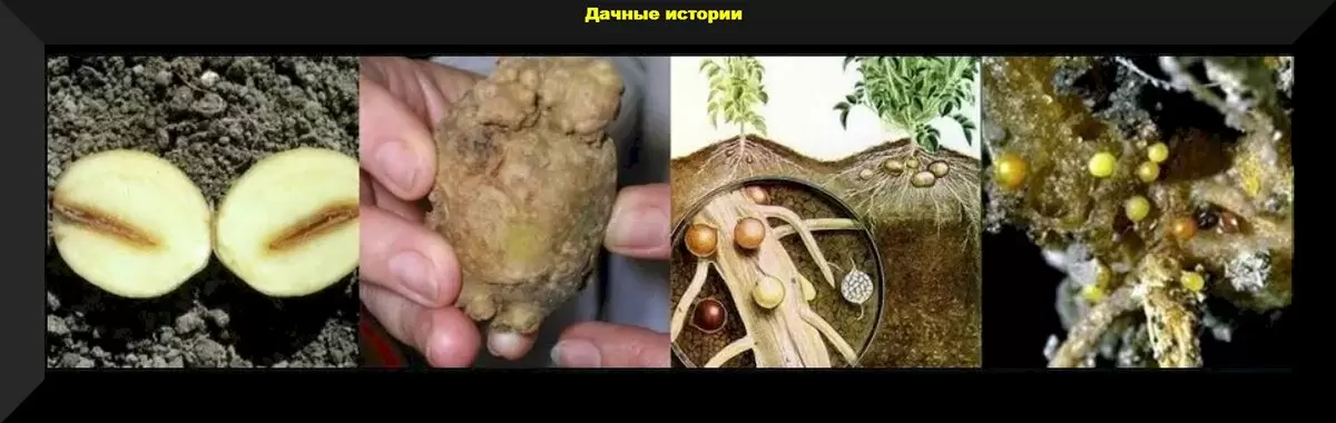 Как защитить картофель от нематоды: эффективные методы посадки