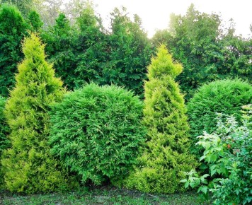 ����� �������� ��� � ������� �������� �������