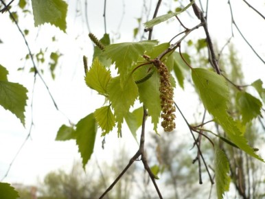 ��� �������, ������� ������ ���������� ����������� ������ ����