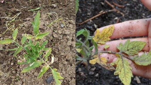 ������ ��� �������� ������� �������: ��� �� �������� ������