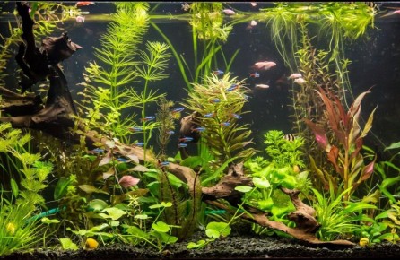 ������� ���� � ���������: ��� ���������� � ��������� � ������� ������������