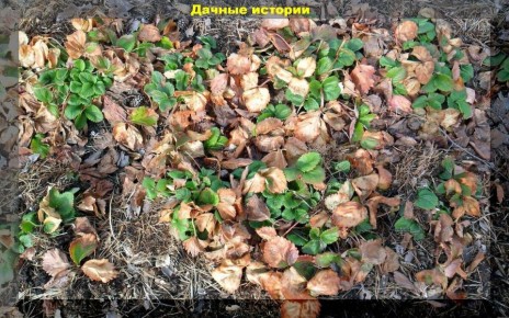 �������� ���� �� ���������: ������� � ���������������� ������