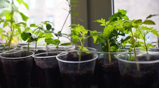 ��� ��������� ��������� ������� � ������: ������ �� ����� � ����������