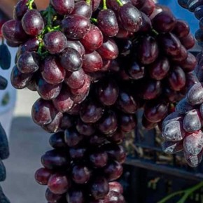 �������� ����������: ������ � ������� ���� ��� ��������