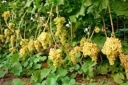 �������� ������ 342: ������� ������ � �������� ������