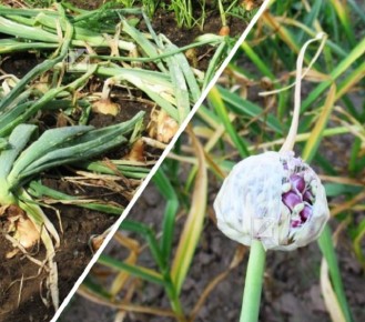 ������� ������������� ������� ���� � ������� �� ����� �������