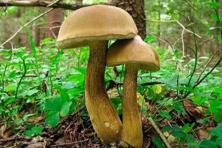 ������ ������������: ��� ���������� ���� ���������� ����