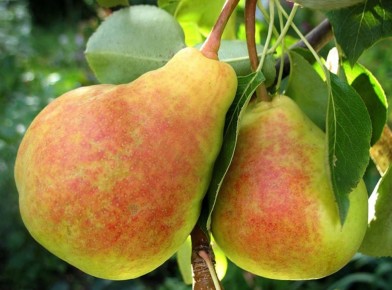 ����������� ������ ����������� ����: �� ������������ � ����������