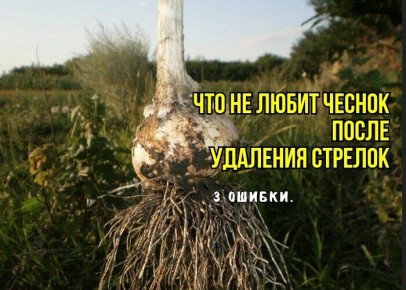 ������ � ����� �� �������� � ����: ��� �� �������� ������