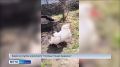 ��������, ������� �������� ������ ��������, ���������� �����, ��� ���� ������� ��������� �������� �����