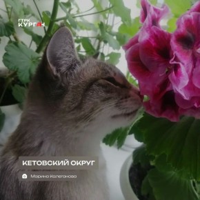Доброе утро, зауральцы!. Днём в Кургане потеплеет до +17°