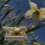 Доброе утро, зауральцы!. Сегодня синоптики обещают в Кургане дождь