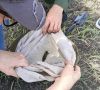 Курганские и казахстанские агрономы обследовали приграничье на наличие особо опасных вредителей