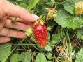 Без химии и гнили: как правильно в Кургане ухаживать за садовой земляникой в июне