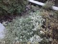 Цветок, который выживает под снегом: удивительная стойкость алиссума