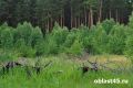 В Кургане продлили запрет на посещение лесов