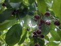 Вишня Шпанка: редкий сорт, который вернет вам вкус детства