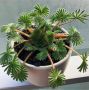 ���������� ������� Oxalis Palmifrons: �������� �� �������� ����� ������