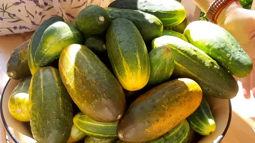 Как переросшие огурцы становятся настоящим вкусным достоянием: секреты консервации