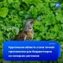Свердловские бердвотчеры массово едут в Курган за редкими птицами